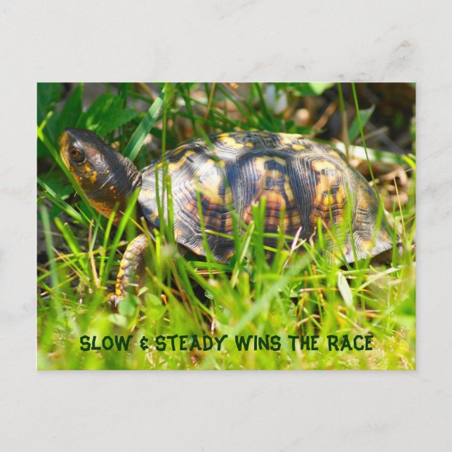 Carte Postale Box Turtle Postcard (Devant)