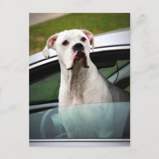 Carte Postale Boxe blanche dans une voiture