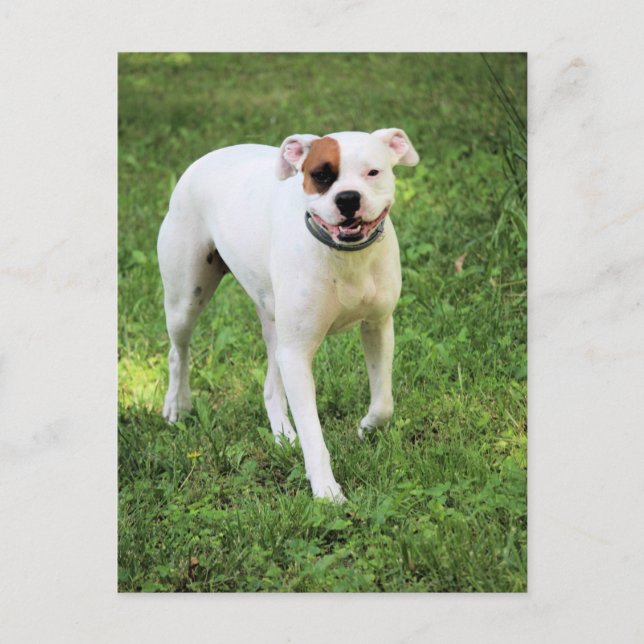 Carte Postale Boxer (Devant)