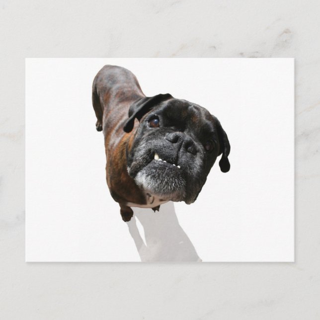 Carte Postale Boxer Chien race (Devant)