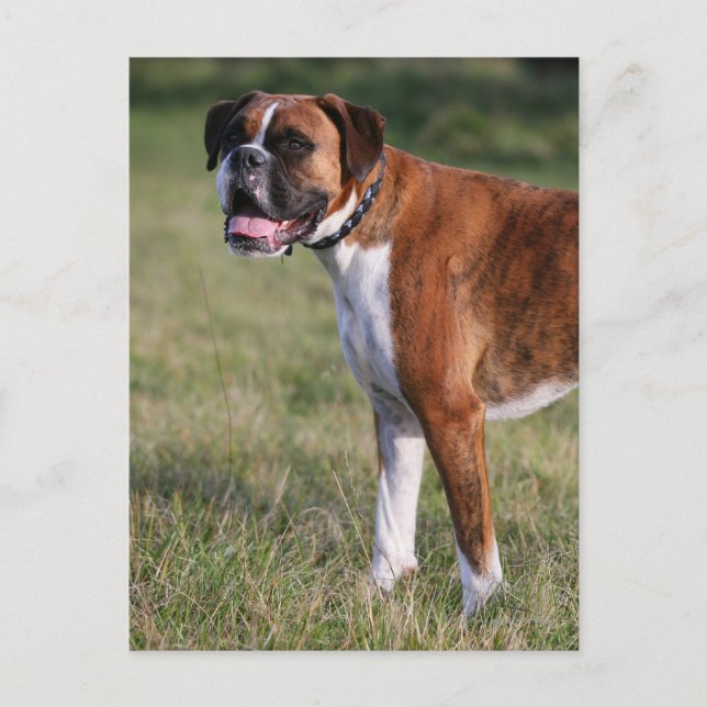 Carte Postale Boxer debout (Devant)
