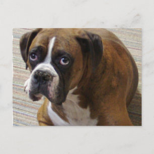 Carte postale Boxer Dog