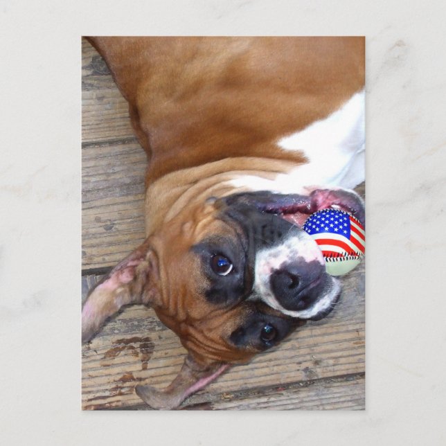Carte postale Boxer Dog (Devant)