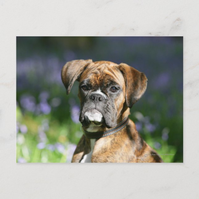 Carte Postale Boxer Dog Headshot (Devant)