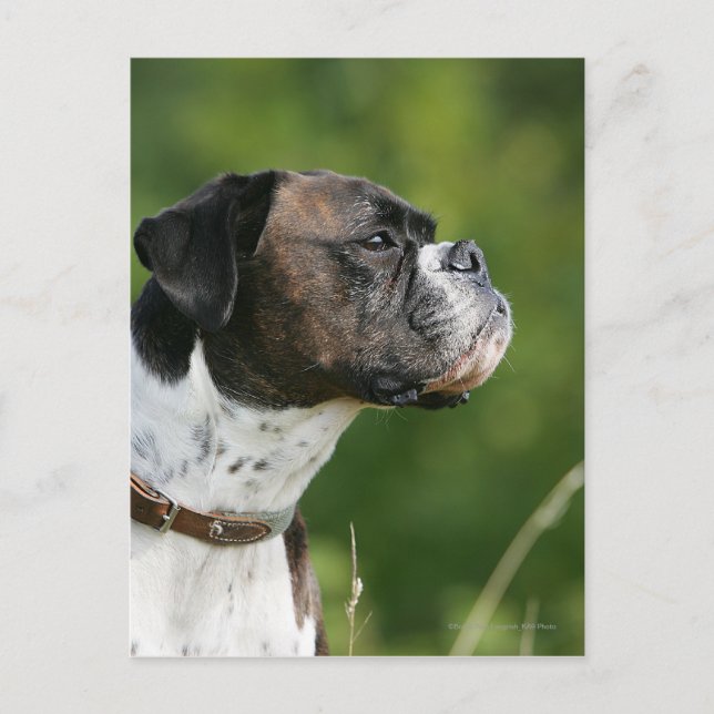 Carte Postale Boxer Dog Profile (Devant)