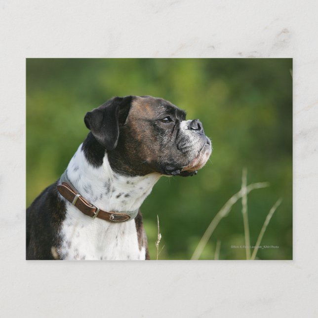 Carte Postale Boxer Dog Profile (Devant)