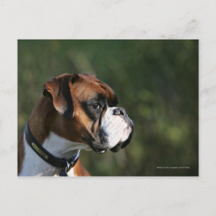Carte Postale Boxer Dog Side Profile