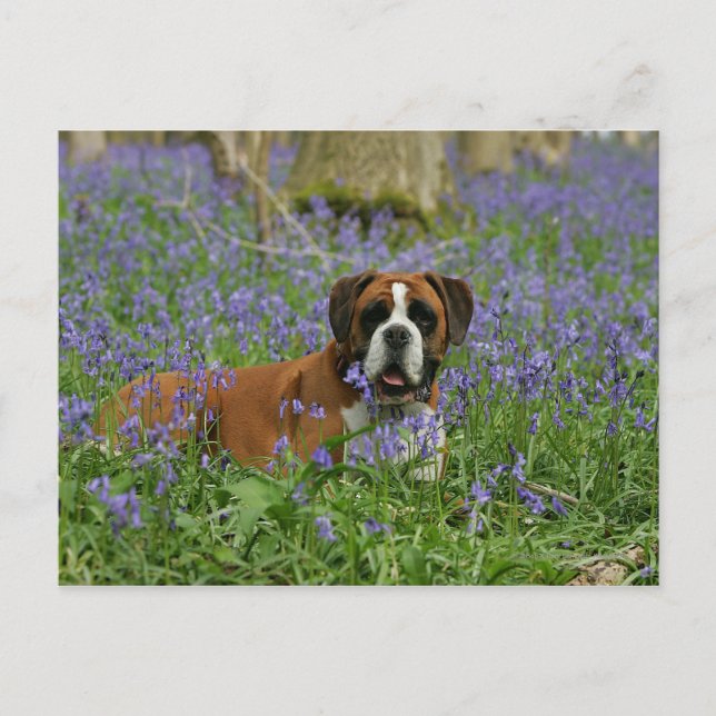Carte Postale Boxer Laying in Bluebells (Devant)