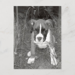 Carte postale Boxer Pup