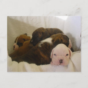 Carte Postale boxer pups.png