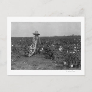 Carte Postale Boy Picking Cotton Photographie West, Texas