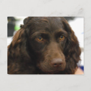 Carte postale Boykin Spaniel