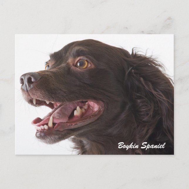 Carte postale Boykin Spaniel (Devant)