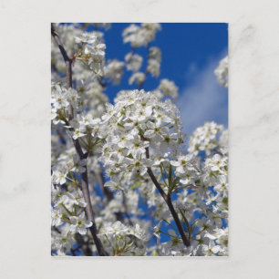 Carte Postale Bradford Pear Blooms