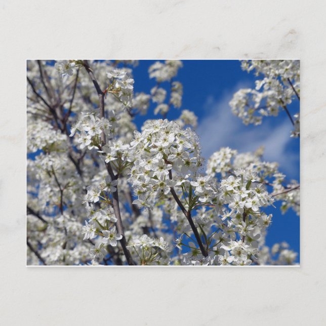 Carte Postale Bradford Pear Blooms (Devant)