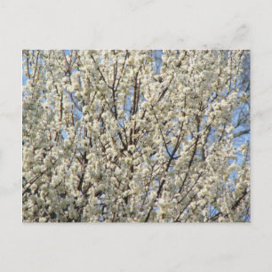 Carte Postale Bradford Pear Tree Blooms