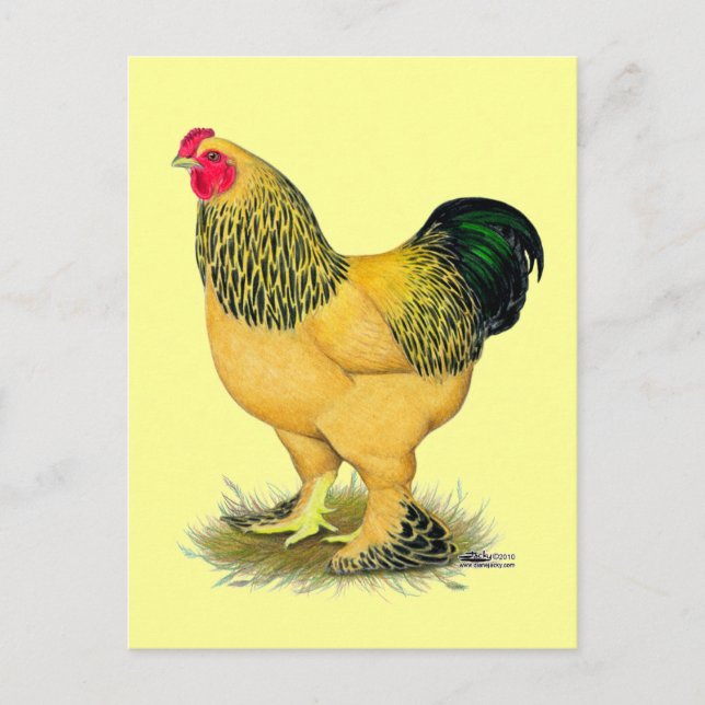 Carte Postale Brahma :  Coq Buff (Devant)