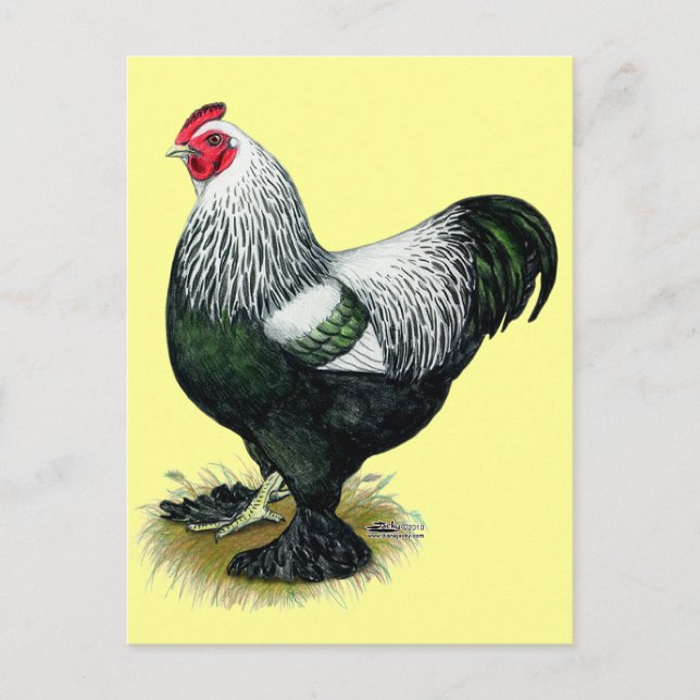 Carte Postale Brahma :  Coq foncé (Devant)