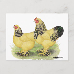 Carte Postale Brahmas: Bantams