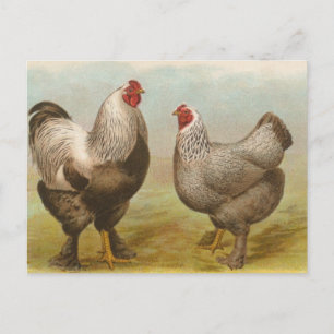 Carte Postale Brahmas foncé