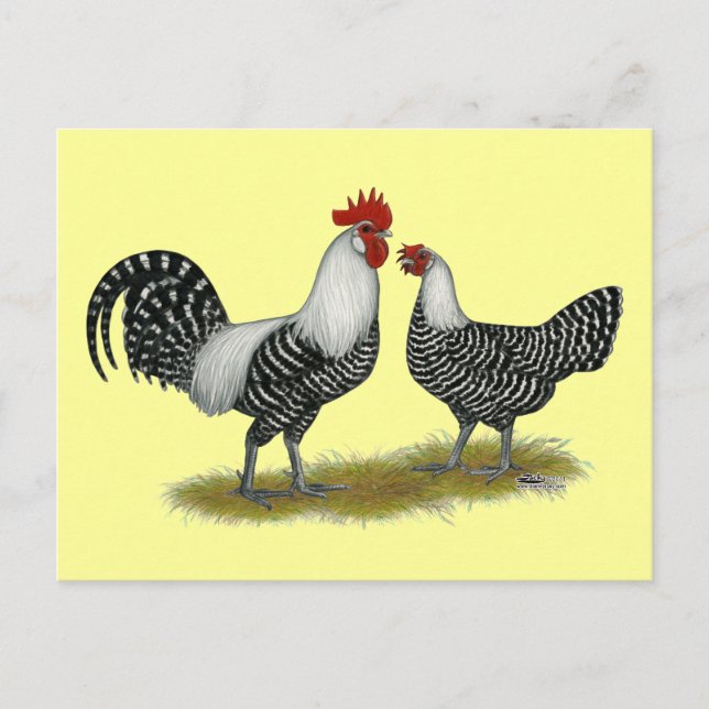 Carte Postale Brakel Chickens (Devant)
