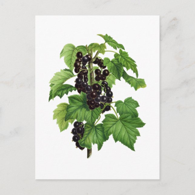 Carte Postale Branche avec fruit de cassis (Devant)