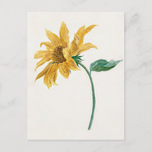 Carte Postale Branche avec peinture de tournesol (1714–1760) 