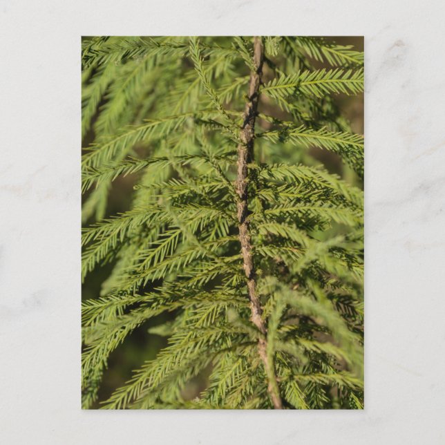 Carte Postale Branche Cypress Bald (Devant)