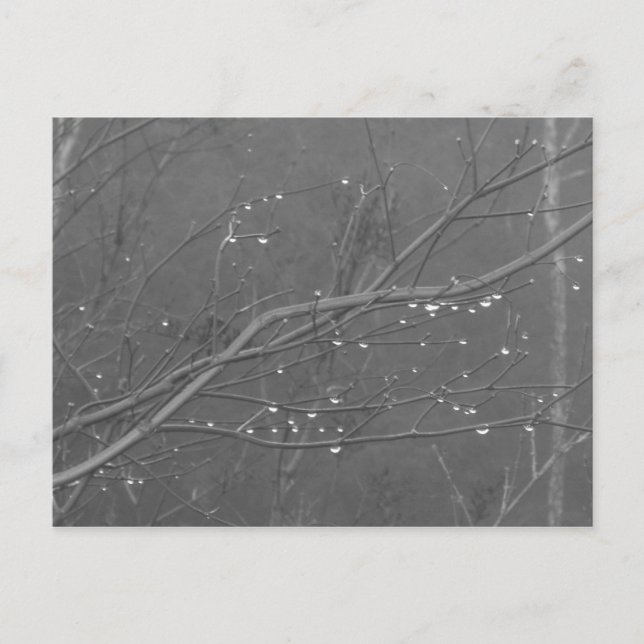 Carte Postale Branche dans la pluie (Devant)