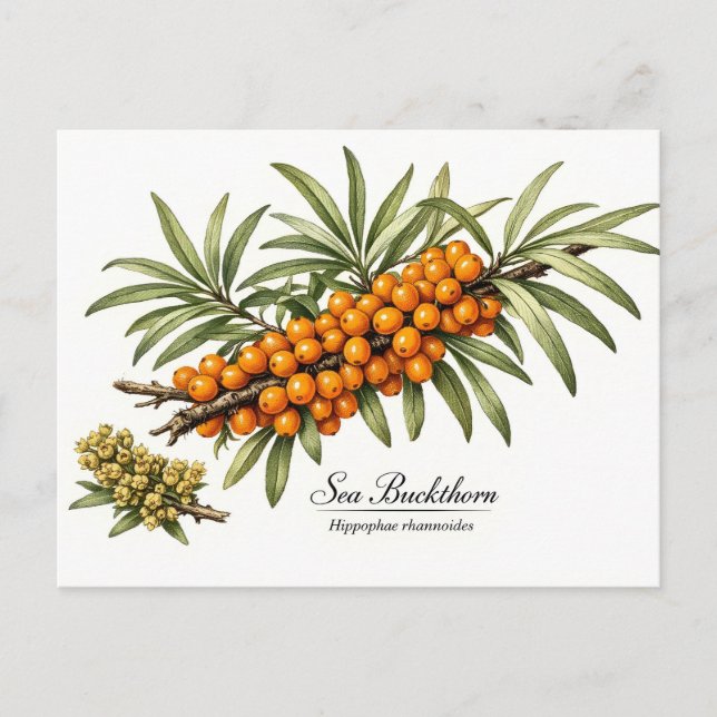 Carte Postale Branche d'argousier avec baies Vintage  (Devant)
