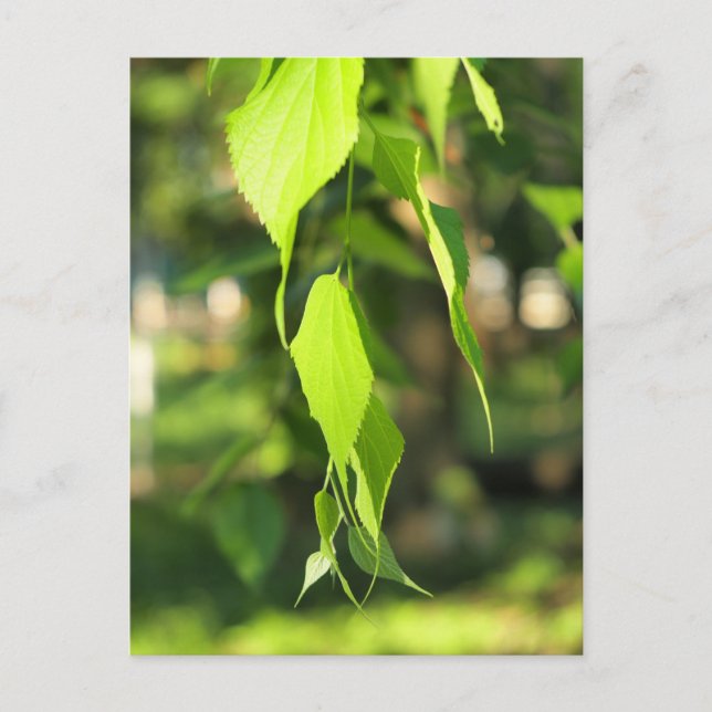 Carte Postale Branche de bouleau vert avec feuille (Devant)