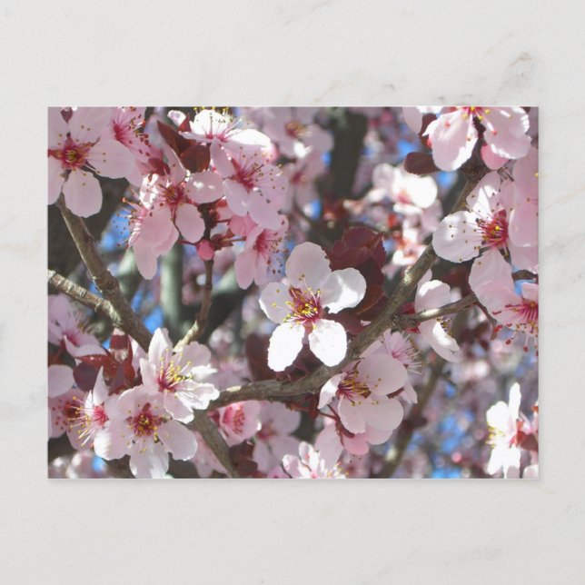 Carte Postale Branche de fleurs roses Printemps Floral (Devant)