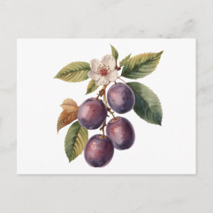 Carte Postale Branche de fruits de prunier vintage avec fleur de