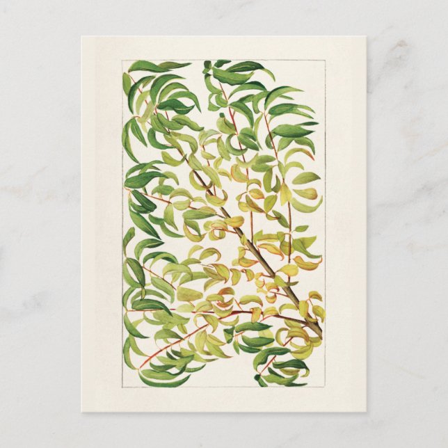 Carte Postale Branche de la pêche (Prunus Persica) (Devant)