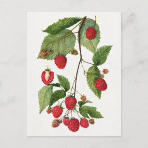 Carte Postale Branche de la peinture à l'aquarelle des fruits de