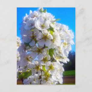 Carte Postale Branche de la poire en floraison blanche au printe
