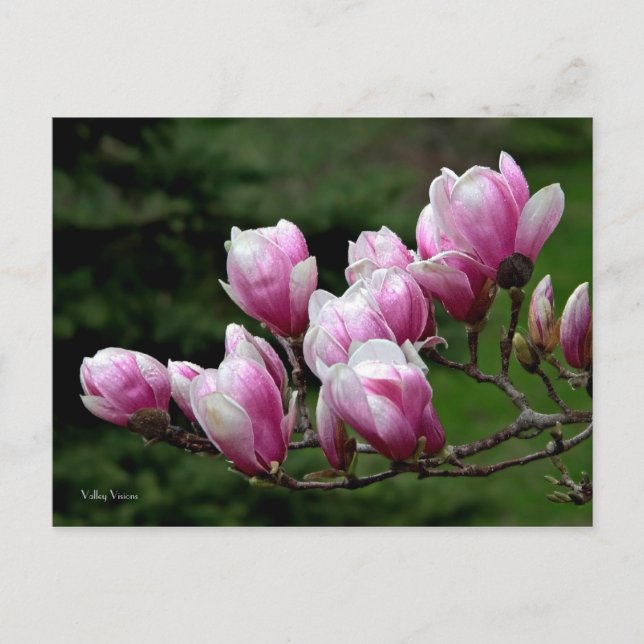 Carte Postale Branche de Magnolia (Devant)