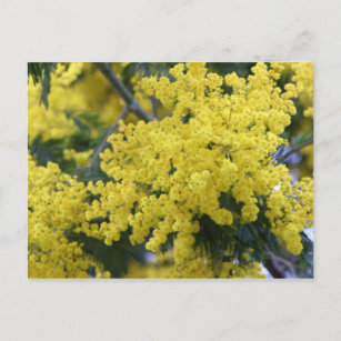 Carte Postale Branche de mimosa