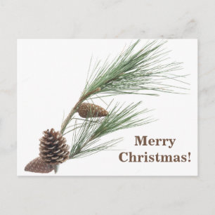 Carte Postale Branche de pin avec les cônes