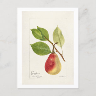 Carte Postale Branche de poires (Pyrus Communis) (1893) Petite