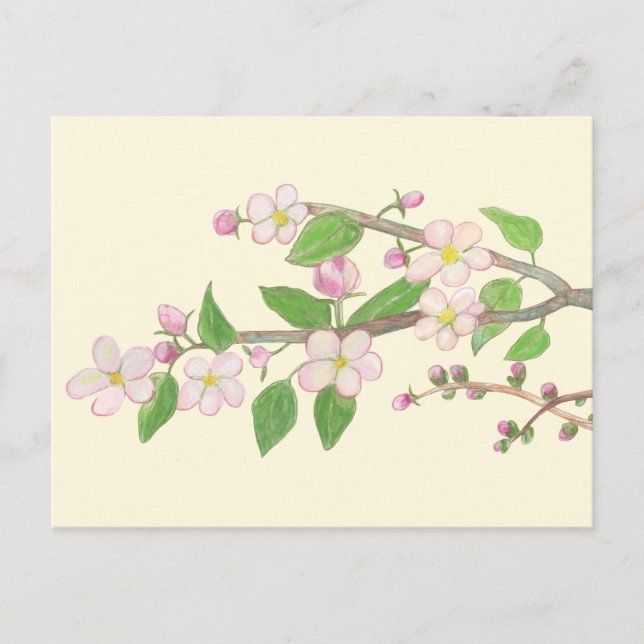 Carte Postale Branche de pommier en fleurs (Devant)