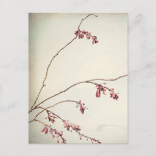 Carte Postale Branche de prunier avec bourgeons de printemps S