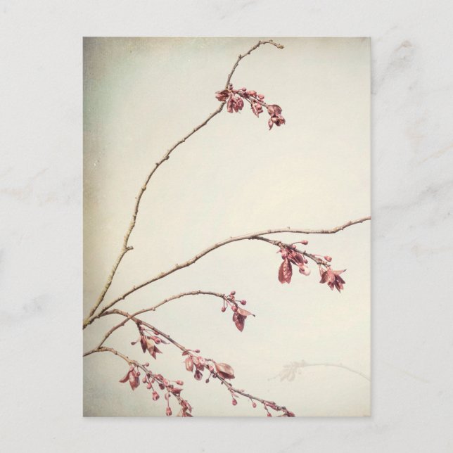Carte Postale Branche de prunier avec bourgeons de printemps | S (Devant)
