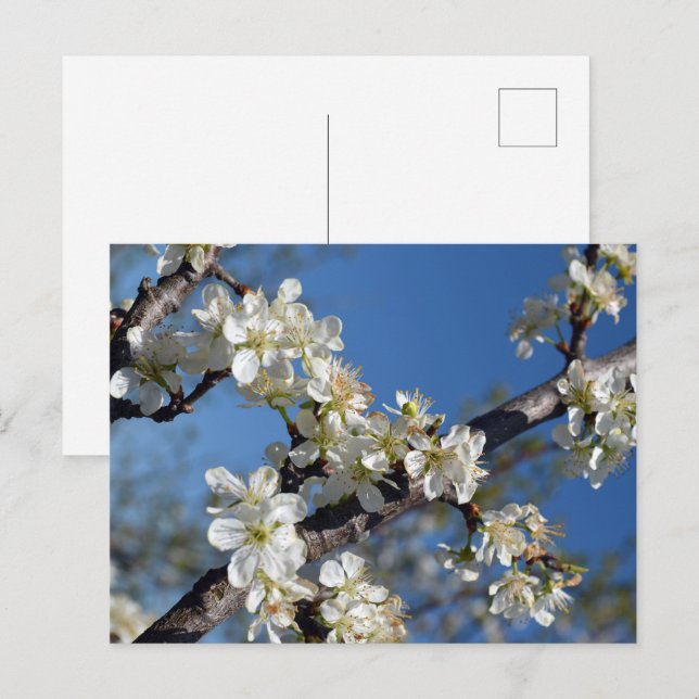 Carte Postale branche de prunier blanc en fleurs au printemps (Devant / Derrière)