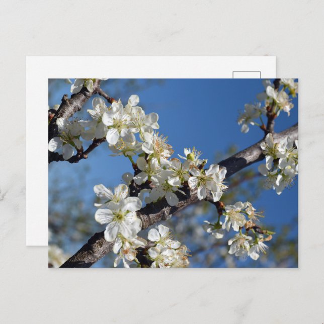 Carte Postale Branche de prunier en fleurs blanches au printemps (Devant / Derrière)