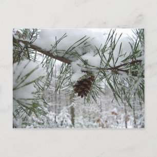 Carte Postale Branche des pins neigeux Photographie de la nature