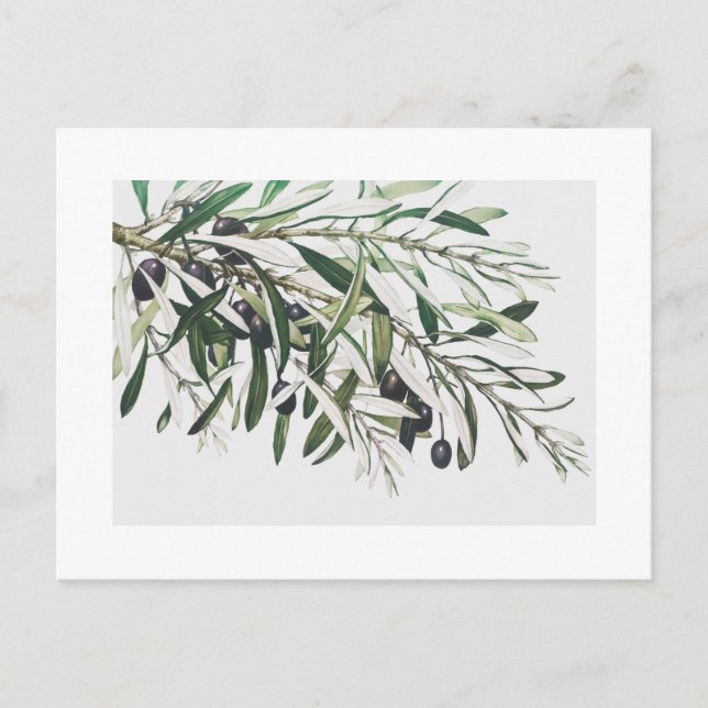 CARTE POSTALE : BRANCHE OLIVE VINTAGE (Devant)