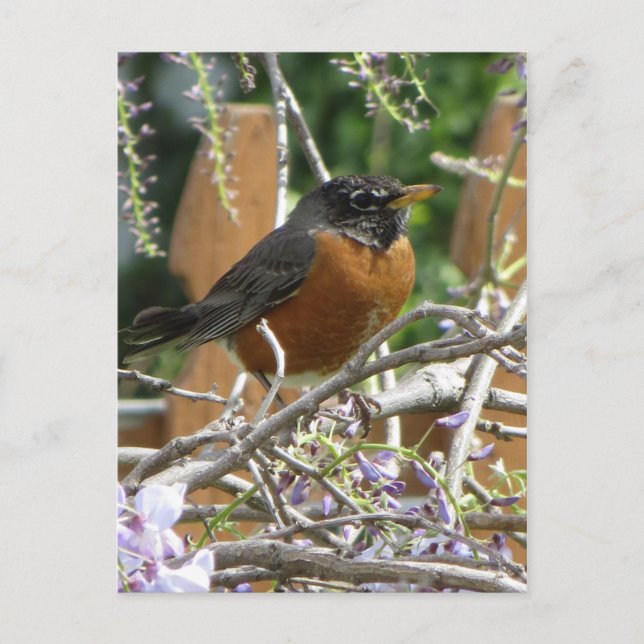 Carte Postale Branche Robin On (Devant)