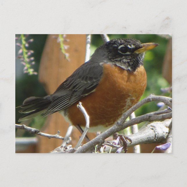 Carte Postale Branche Robin On (Devant)