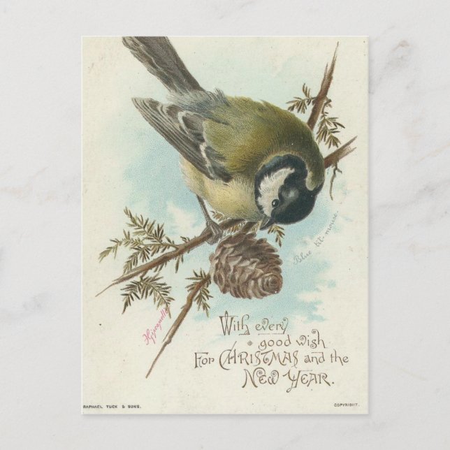 Carte Postale Branche vintage D'Oiseaux Et De Pins (Devant)